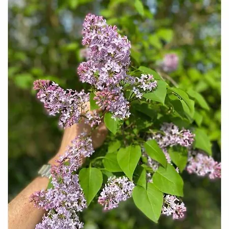 Maison 15 Pers Dans Le Perche Avec Piscine *