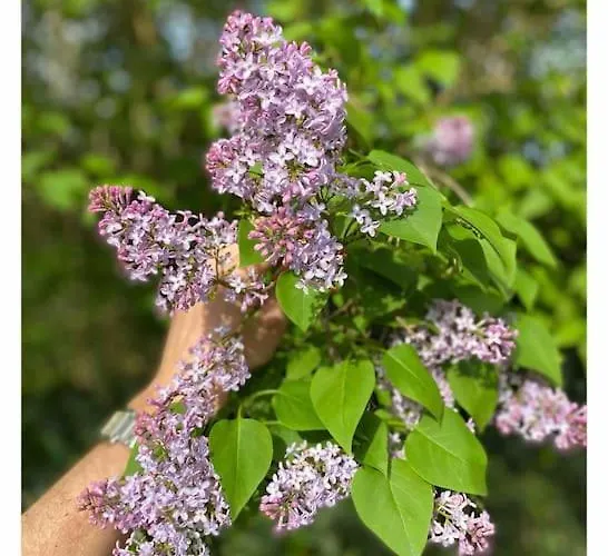 Maison 15 Pers Dans Le Perche Avec Piscine *